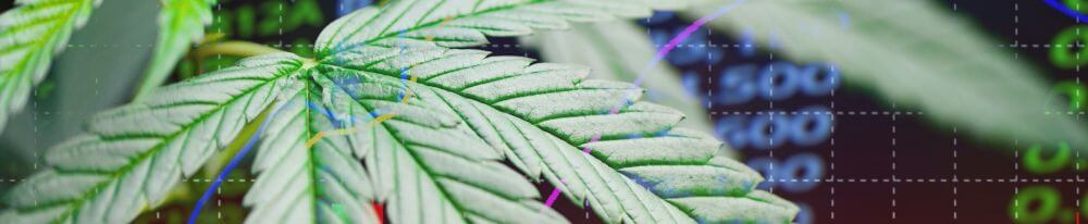 Die Top 8 Cannabis-Aktien in der Übersicht